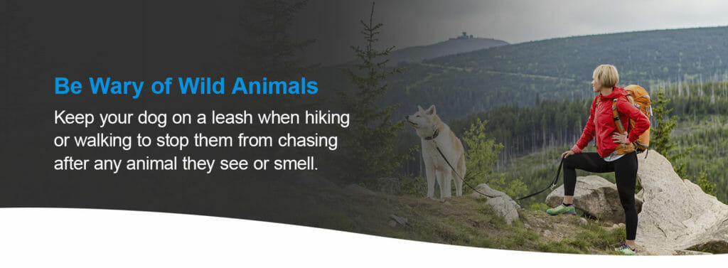Be Wary of Wild Animals. Keeping your dog contained is even more crucial if the animal on the other end of the smell.